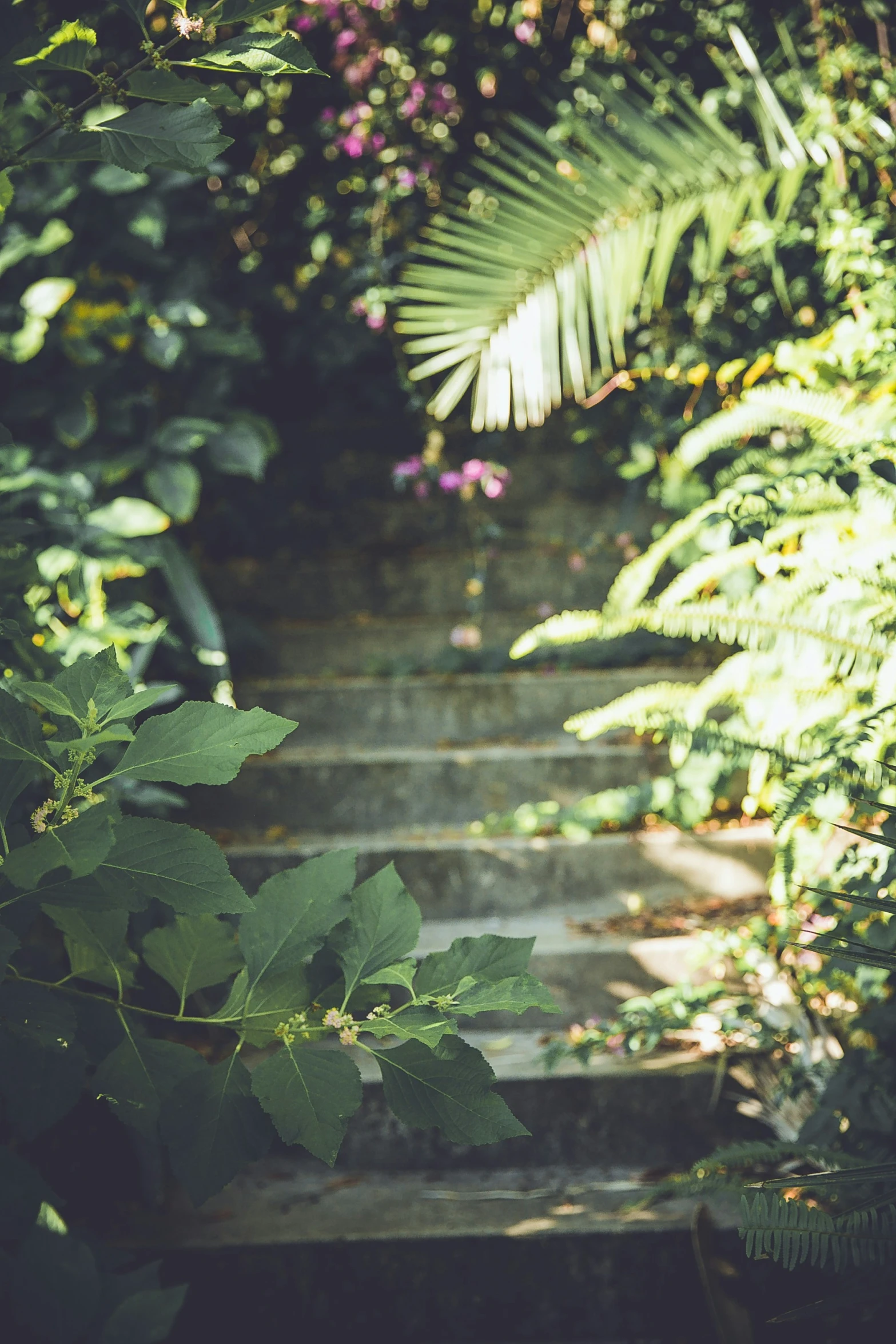 several step steps leading through the jungle area