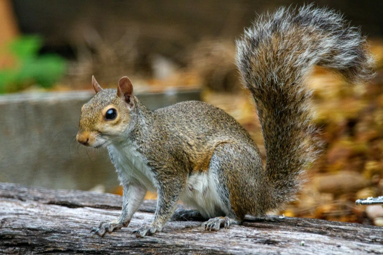 the squirrel is standing on top of a log