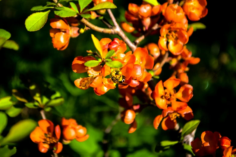 there is a small tree that has orange flowers