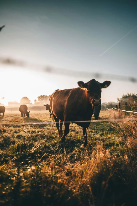 a herd of cows are grazing on the grass