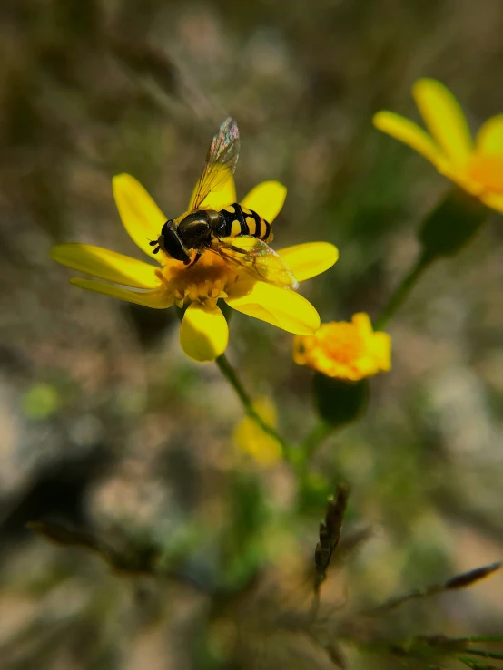 a yellow flower with a bee sitting on it