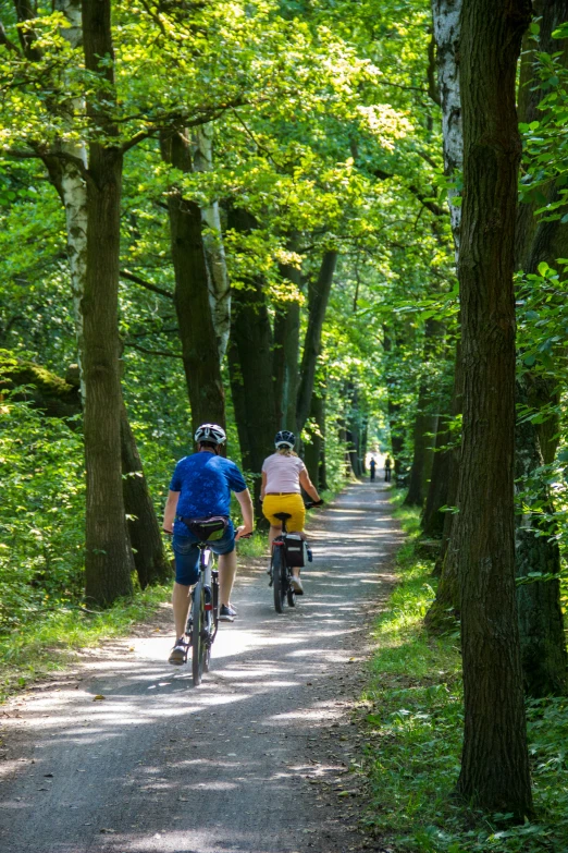 two people on bicycles ride down a tree lined path