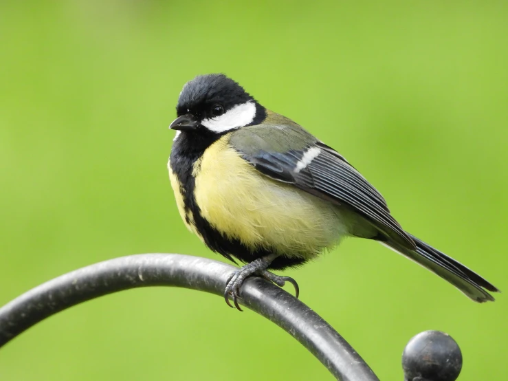 a bird perched on top of a metal railing