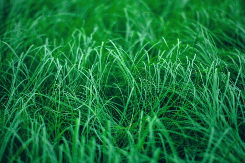 a large field that has some green grass