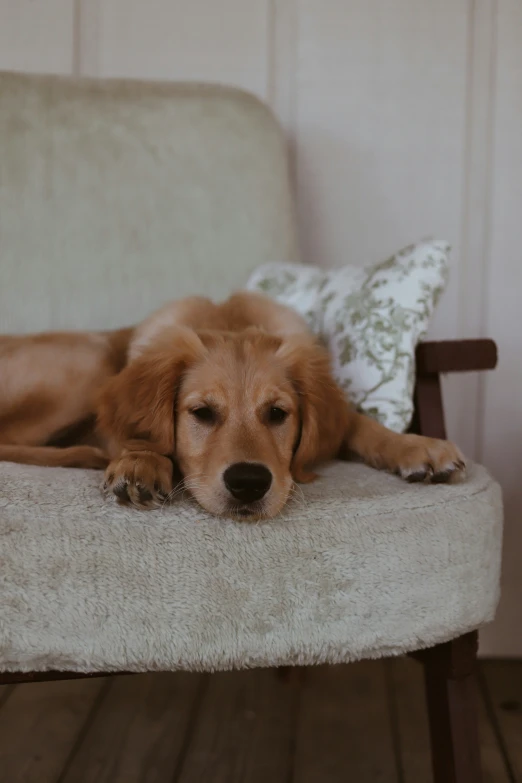 a brown dog resting his head on the back of a chair