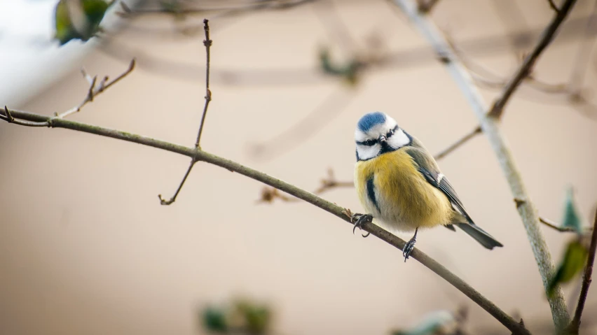 a blue bird sitting on top of a tree nch