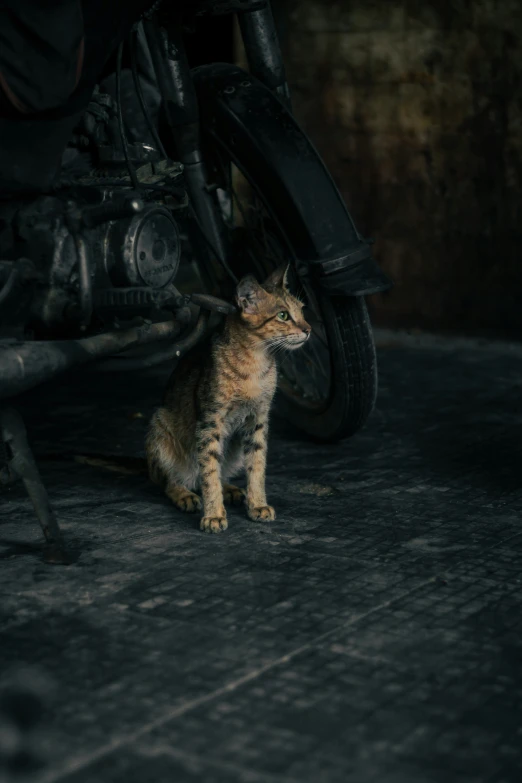 a small kitten sitting under a motorcycle