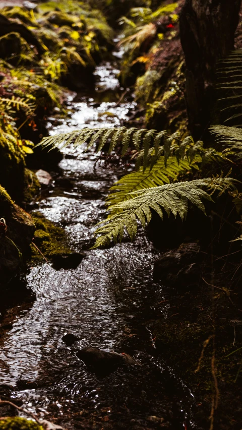 there is a very stream that is moving through the forest