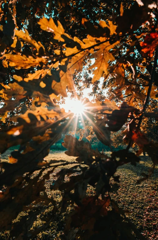 sun shining through the trees on a very sunny day