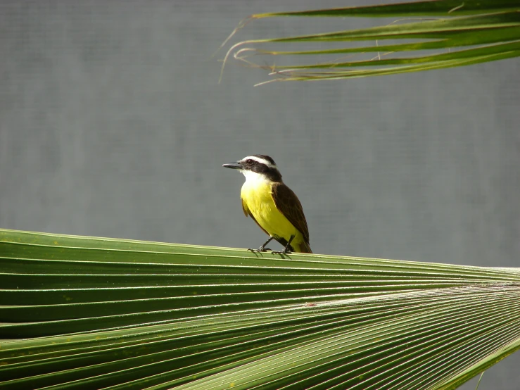 yellow and black bird perched on a large leaf