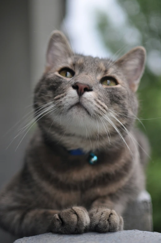 a cat looking forward while standing on a rock