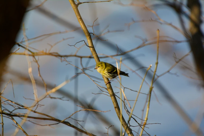 a little yellow bird perched on a thin twig