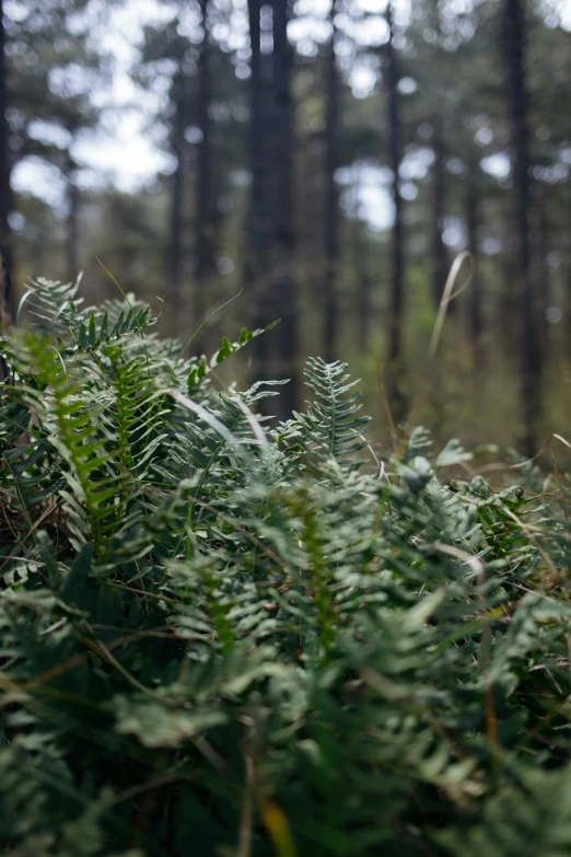 vegetation in a wooded area next to a forest