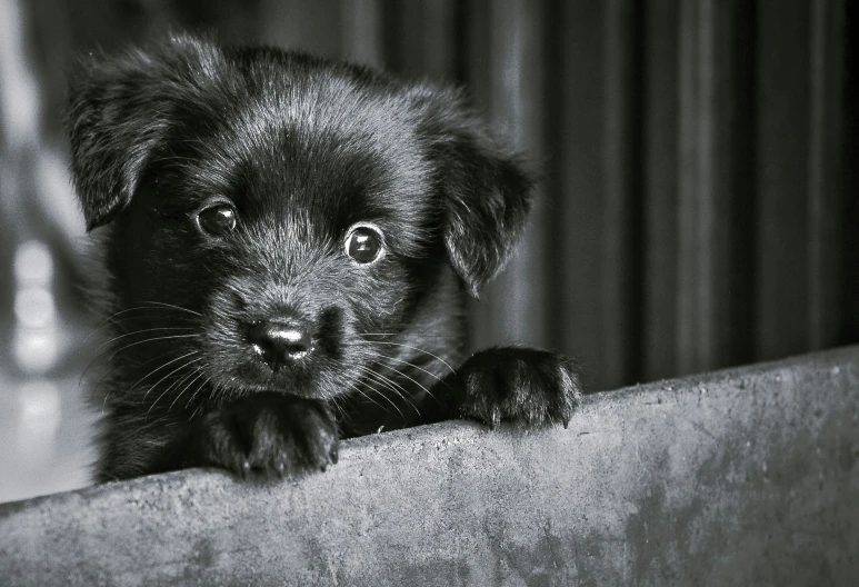 black and white po of puppy looking over ledge