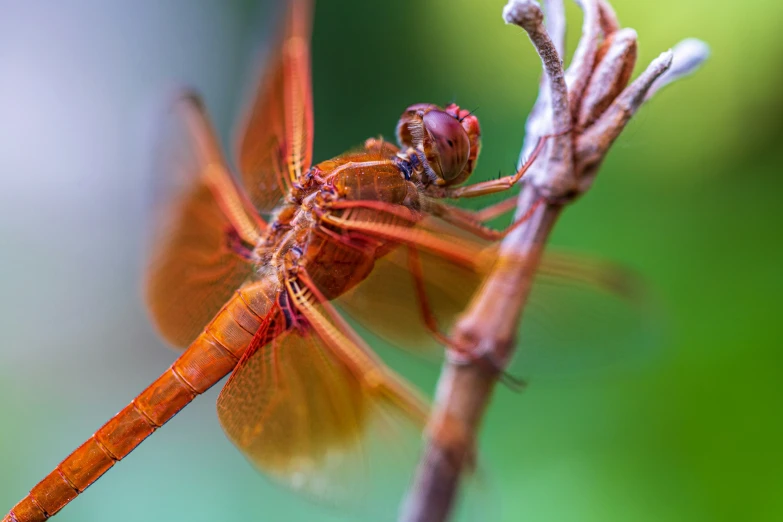 a red dragon fly sits on a nch