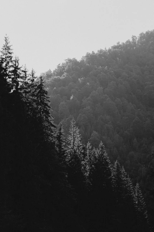 a view of the mountains from below and the forest around it