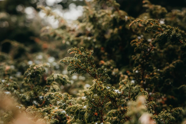 an image of some very pretty bushes that are growing