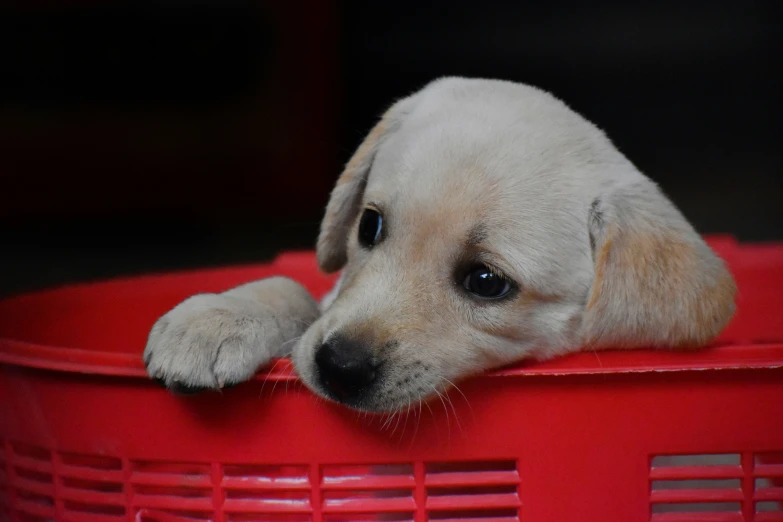 a yellow dog with black eyes rests inside a red basket