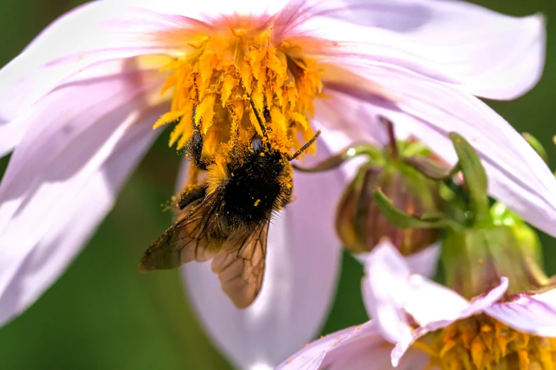 a bee hovers off from a flower