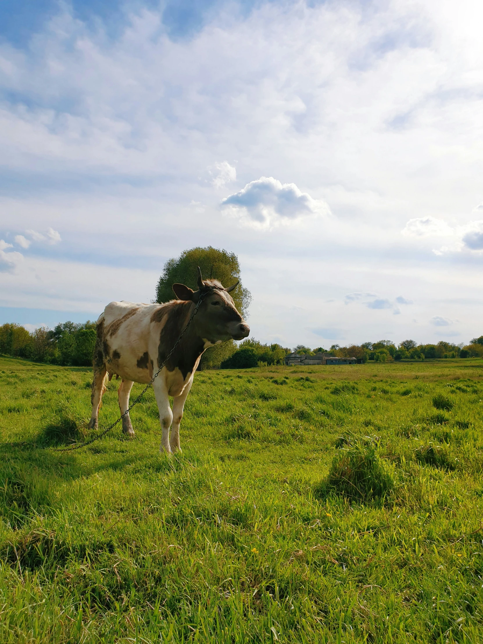 two cows stand in a field with a single tree