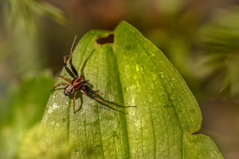 a big brown spider is on some very green leaves