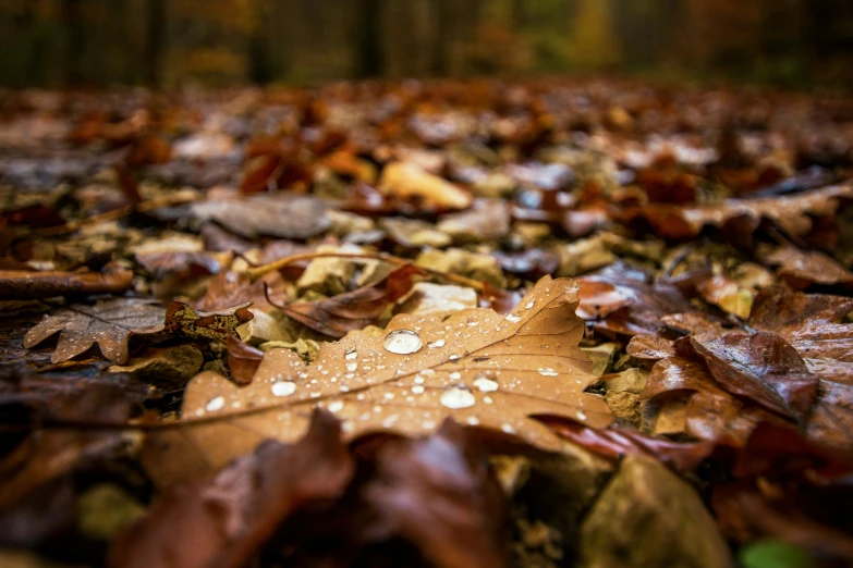 leaves and water droplets on the ground in a forest