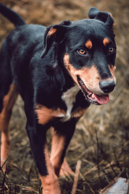 a black and brown dog standing in the middle of dry grass