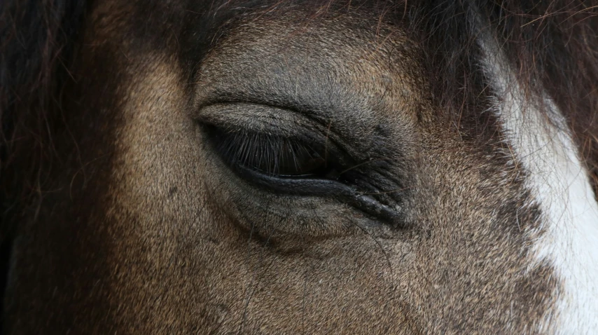 the eye of a brown horse with white trim