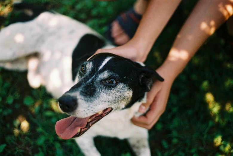 a black and white dog next to someones hand