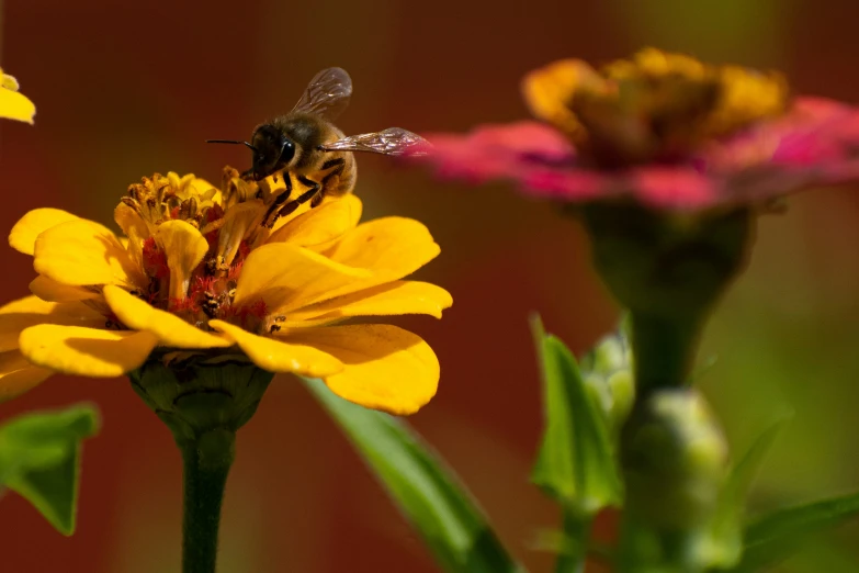 two bees are seen on yellow flowers