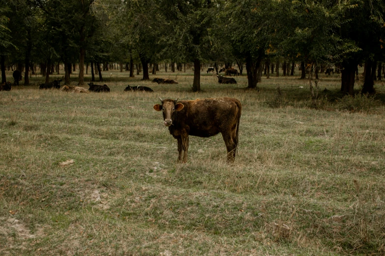 an animal that is standing in the grass