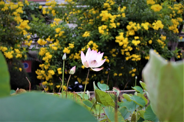 some pink flowers on yellow flowered bushes