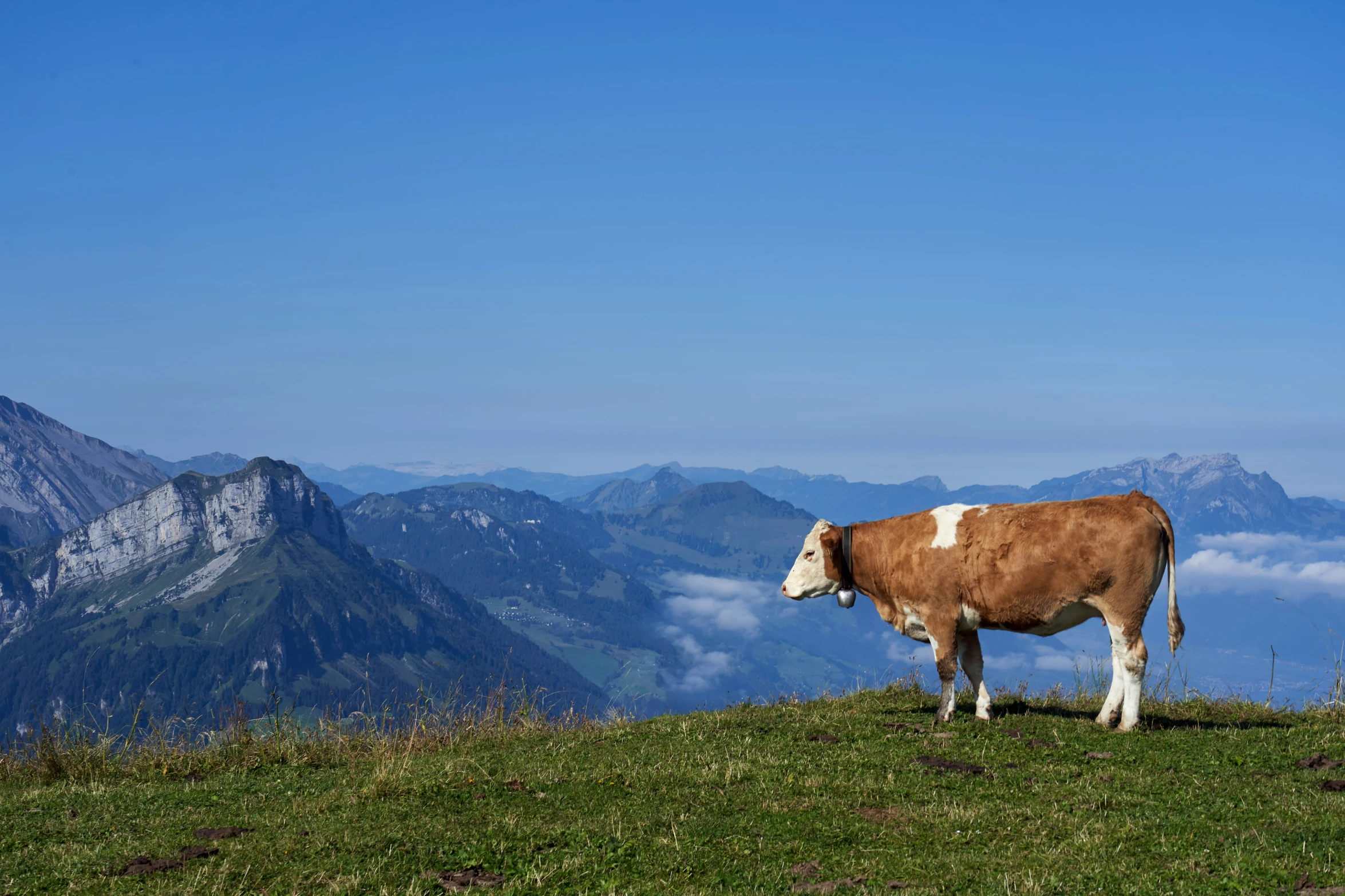 a cow with horns standing in a grassy area