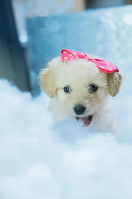 a cute small dog is smiling at the camera