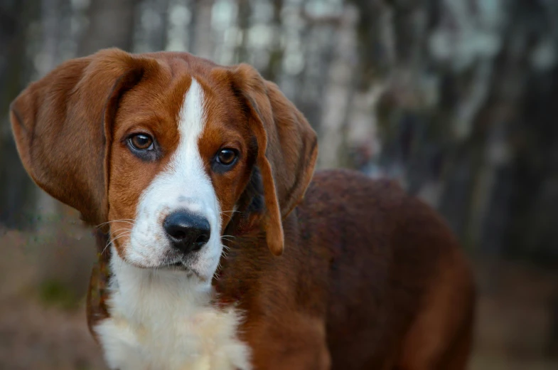 an adorable brown and white dog standing in the woods