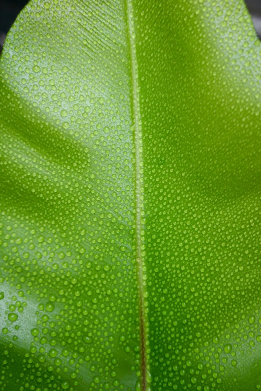 a close up view of a green leaf that has little drops of water on it