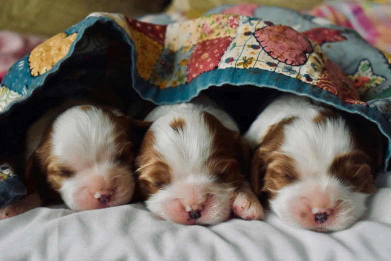 three small puppies laying together under a blanket