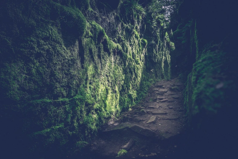 a dark forest pathway, lined with moss