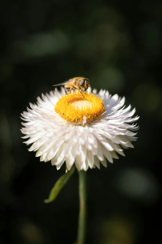 the small bees are on the white flower