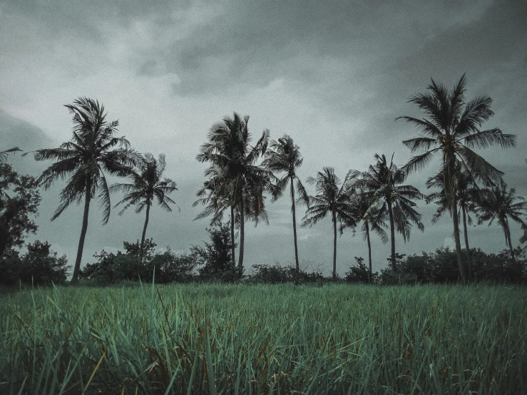 trees in the dark in an area with green grass