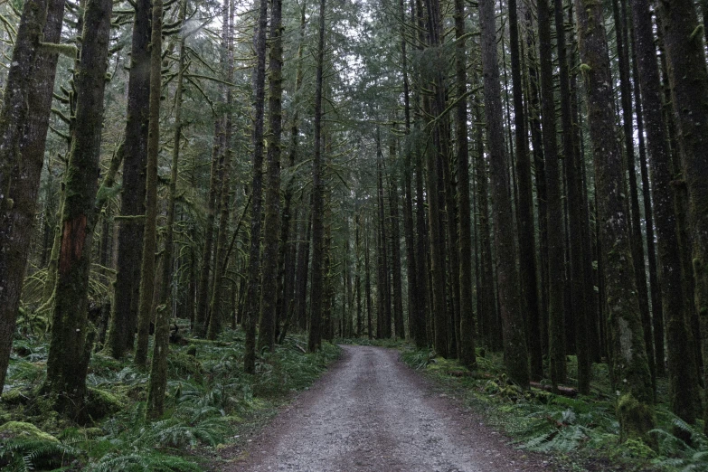 a dirt road with green trees and ferns on either side