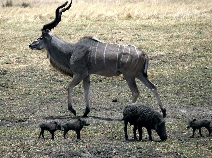 a deer in an enclosure with several other animals