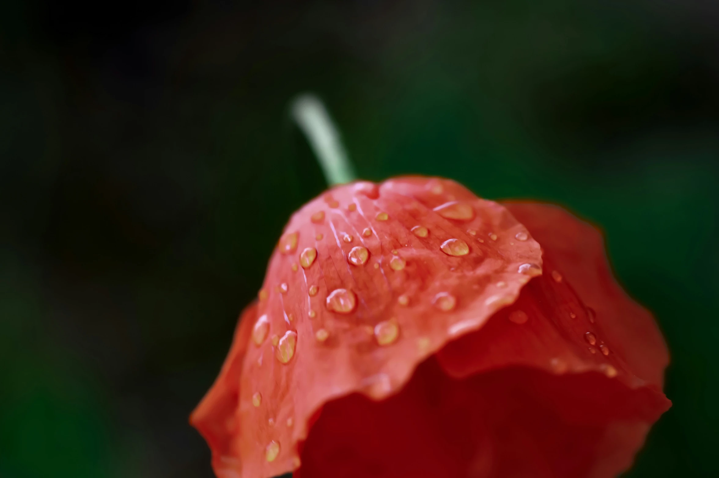 a red flower with water droplets on its petals