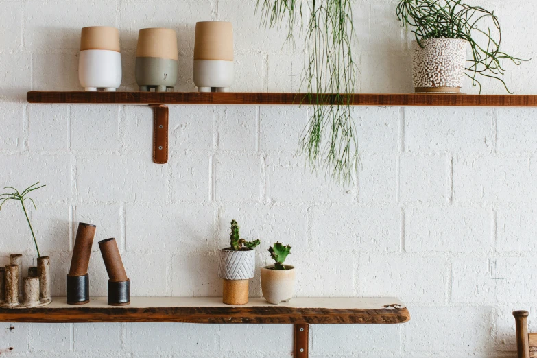 multiple potted plants sit on a wood shelf