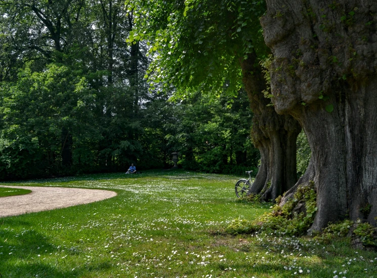 a path between two huge trees in a park