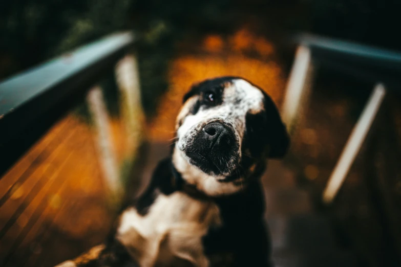 a dog that is sitting on a bench