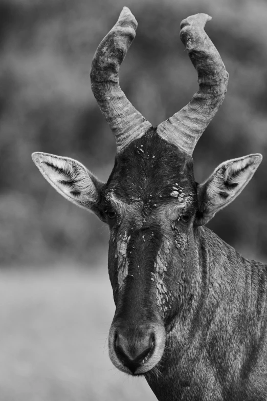 an antelope in a black and white pograph looks toward the camera