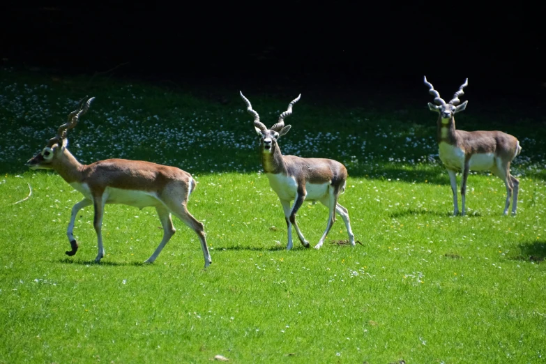 the four deer are walking in the grass