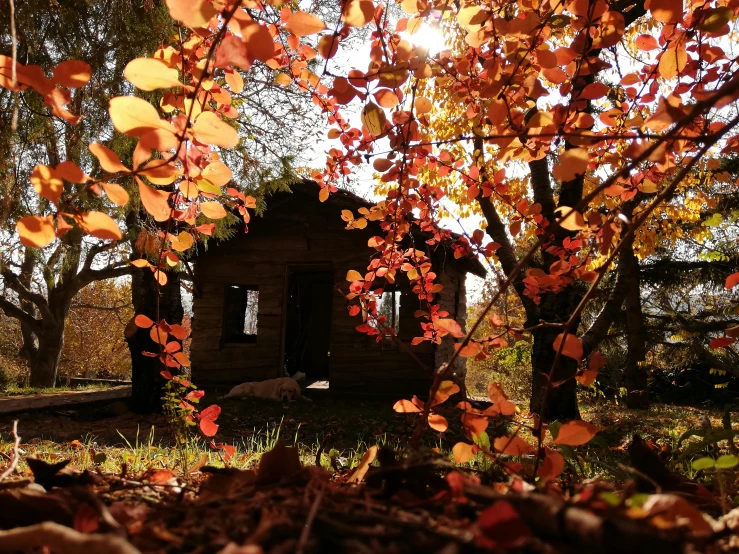 a cabin sits in the woods beneath trees with leaves