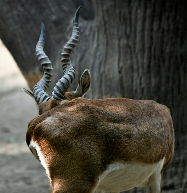 the antelope is standing in the shade and looking on